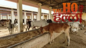 UP में प्राकृतिक खेती को रफ्तार : गोबर से होगी कमाई, प्रदेश का पहला पायलट जिला बनेगा ललितपुर!
