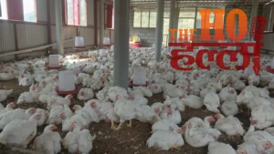 पशुपालन से स्वरोजगार ने पकड़ी रफ्तार : कुक्कुट पालन से युवा बन रहे आत्मनिर्भर, ग्रामीण अर्थव्यवस्था को मिली मजबूती