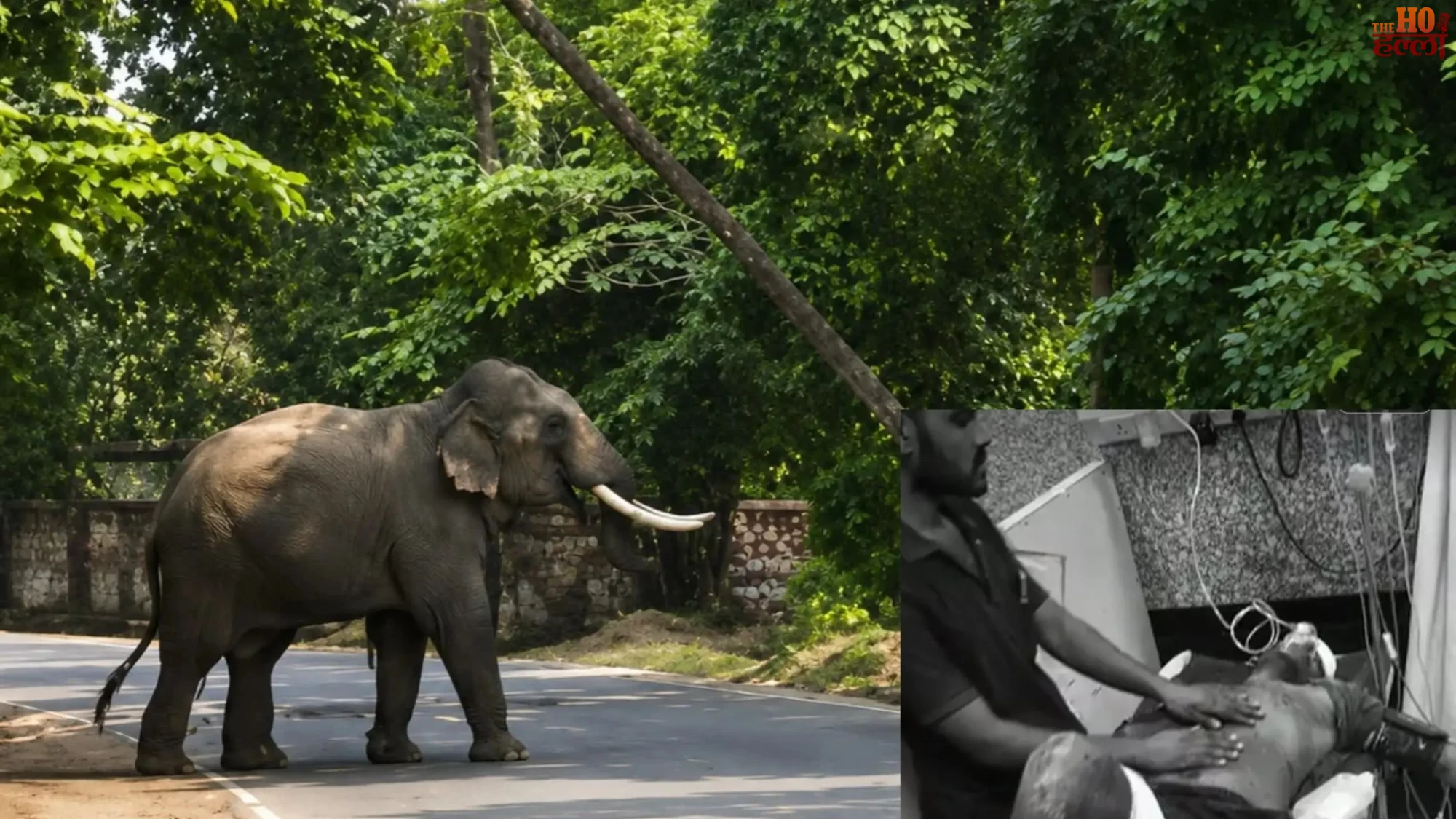 varanasi-ramnagar-uncontrollable-elephant-rescue